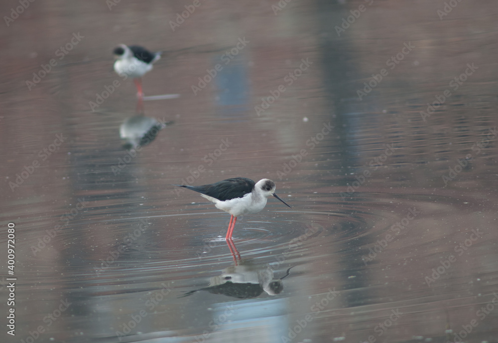 Black-winged stilts Himantopus himantopus on a pond. Bharatpur. Rajasthan. India. Black-winged stilts Himantopus himantopus on a pond. Bharatpur. Rajasthan. India.