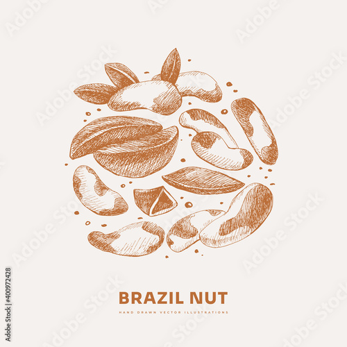Hand-drawn Brazil nut. Exotic fruits, sliced and whole. Organic food concept. Can be used for your design. Vintage botanical illustration on a light isolated background.