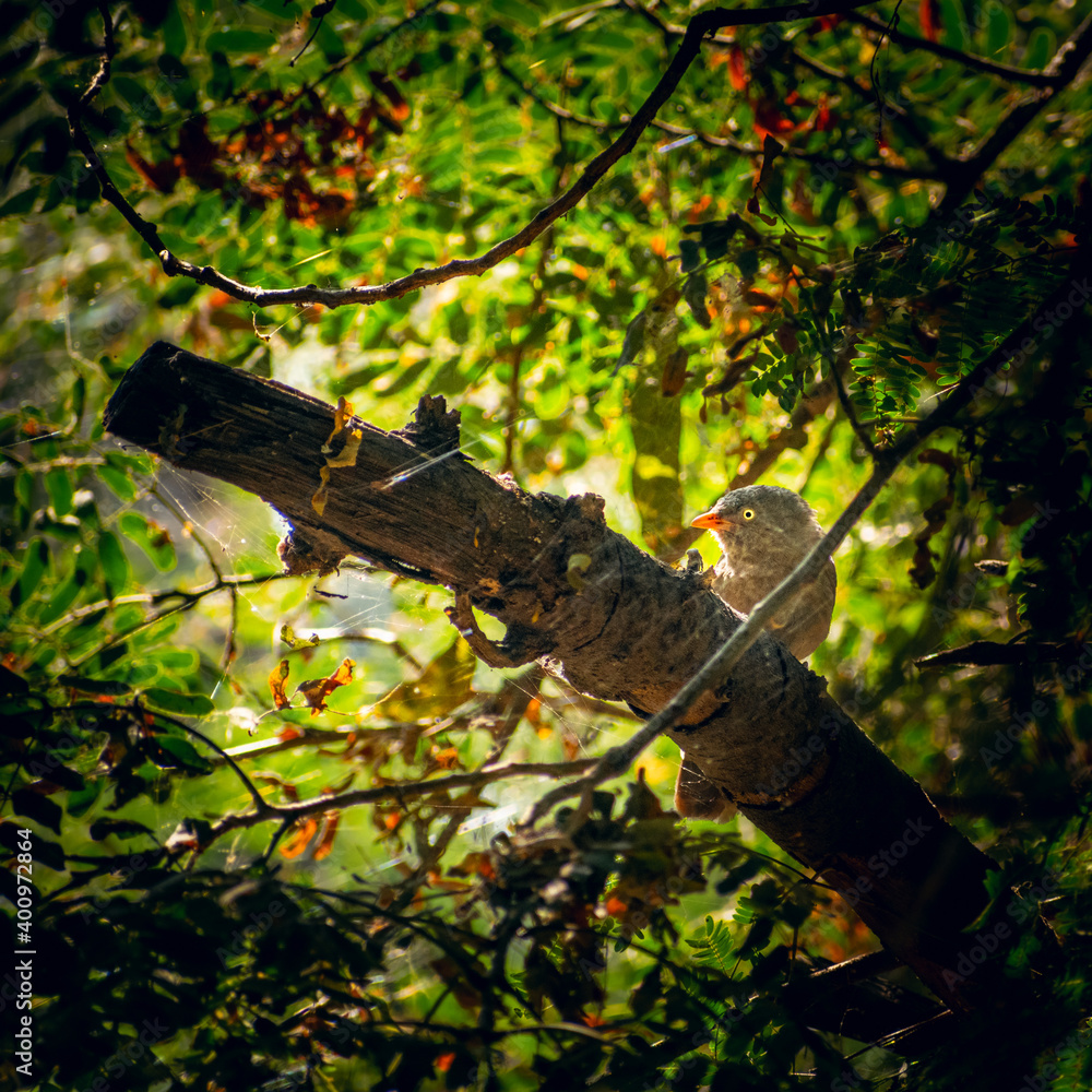 Fototapeta premium Backlit Bird in forest with bright eye
