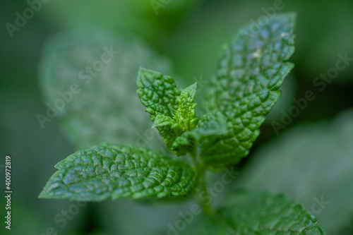 Fresh mint in the garden. Green mint close up. Scented mint for tea. High quality photo
