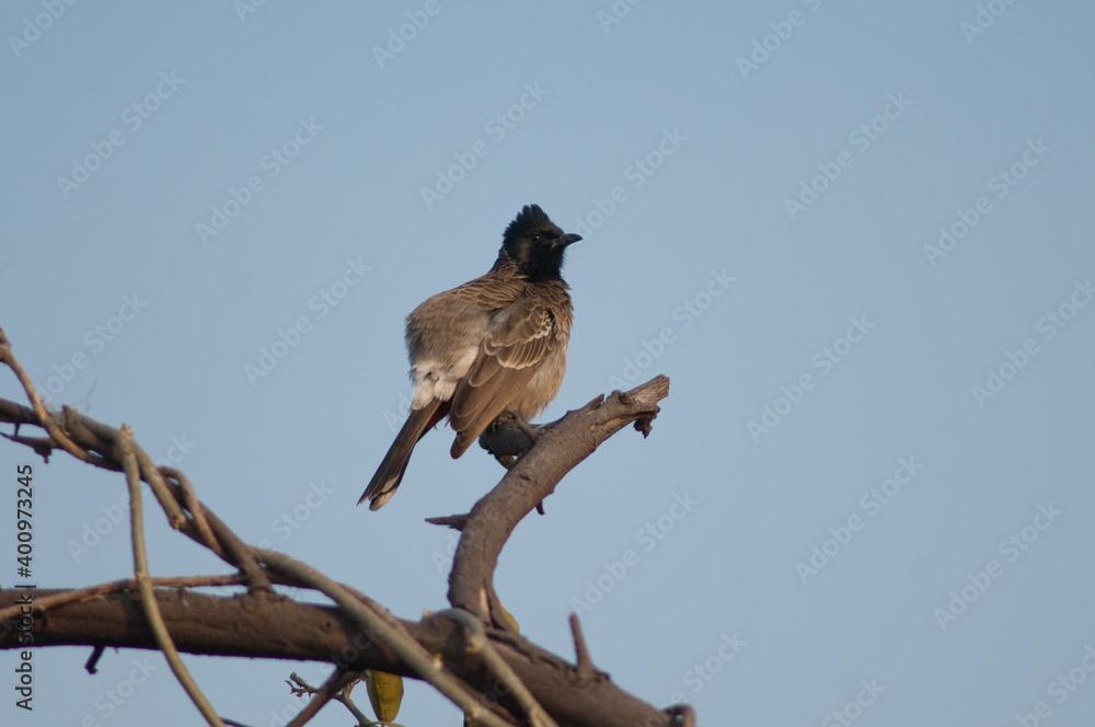Red-vented bulbul Pycnonotus cafer on a branch. Keoladeo Ghana National Park. Bharatpur. Rajasthan. India.