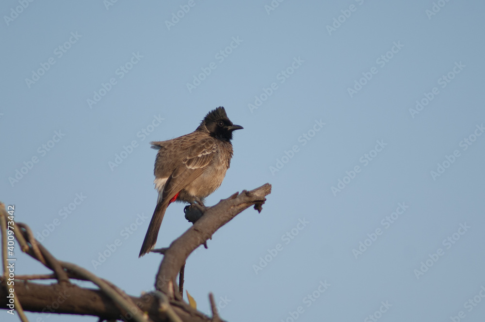 Red-vented bulbul Pycnonotus cafer on a branch. Keoladeo Ghana National Park. Bharatpur. Rajasthan. India. Red-vented bulbul Pycnonotus cafer on a branch. Keoladeo Ghana National Park. Bharatpur. Rajasthan. India.