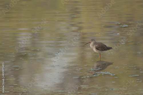 Spotted redshank Tringa erythropus in non-breeding plumage. Keoladeo Ghana National Park. Bharatpur. Rajasthan. India.