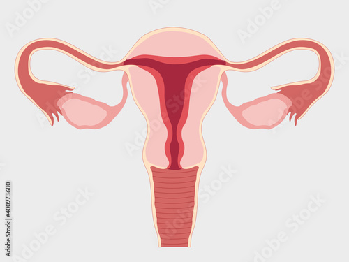 A healthy female reproductive system with the Uterus and ovaries isolated in the background. 
Front view in the section. Vector medical illustration