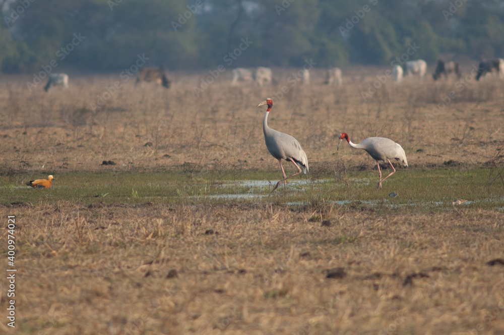 Sarus cranes Antigone antigone on a meadow. Keoladeo Ghana National Park. Bharatpur. Rajasthan. India.