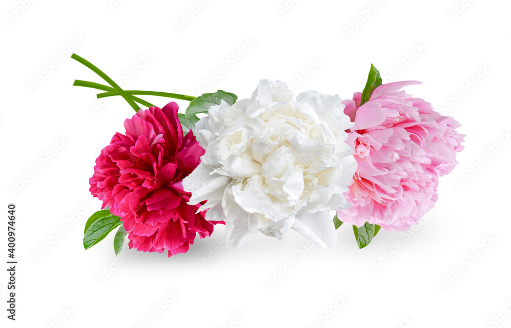 bouquet of red, white and pink peony flowers isolated on white