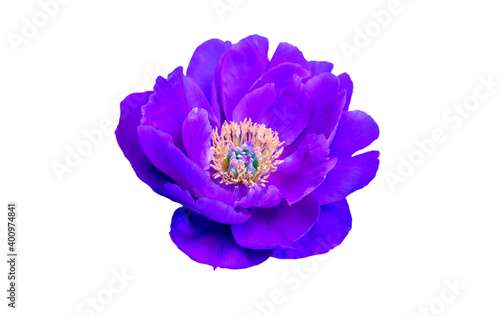 violet peony flower isolated on white