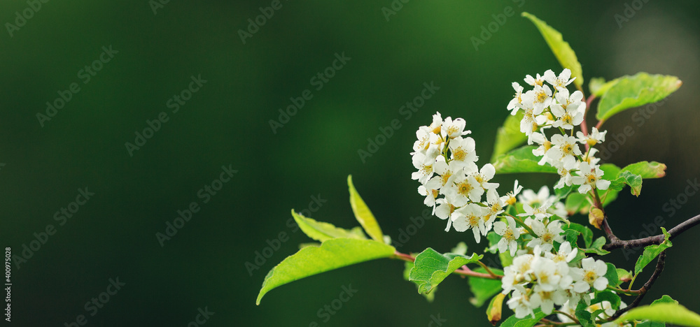 Fototapeta premium Spring banner with Bird Cherry Tree in blossom on dark background. Flowers of bird-cherry tree in the nature. Copy space. Soft focus