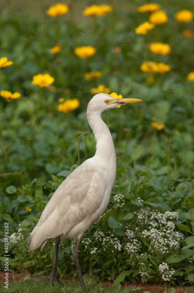 Cattle egret Bubulcus ibis in the Taj Mahal gardens. Agra. Uttar Pradesh. India. Cattle egret Bubulcus ibis in the Taj Mahal gardens. Agra. Uttar Pradesh. India.