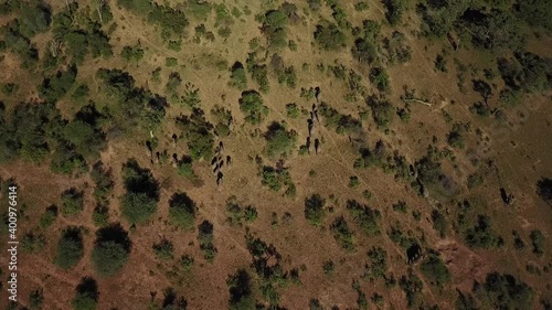 A birds-eye view of a herd of wild Elephants running in the hot African afternoon sun.