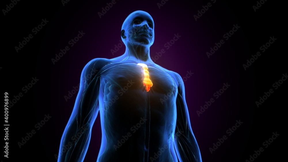 3d illustration of human body sternum bone anatomy 3d illustration of human body sternum bone anatomy