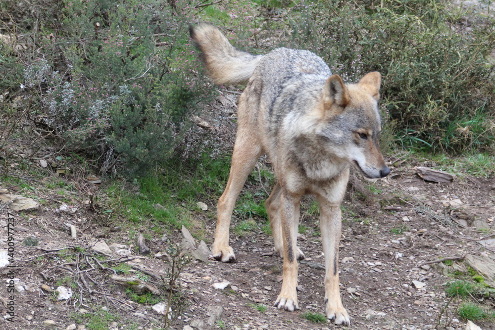 iberian, animal, wild, europe, spain, gray, carnivore, nature, mammal, fauna, forest, wolf, lupus, grey, spanish iberian, animal, wild, europe, spain, gray, carnivore, nature, mammal, fauna, forest, wolf, lupus, grey, spanish