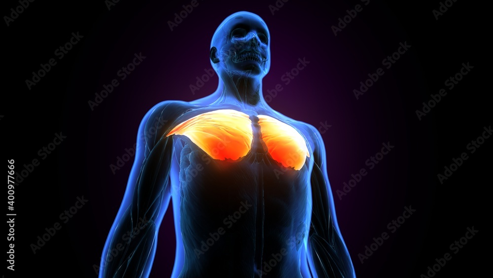 3d illustration of human muscular system torso muscles pectoral muscles anatomy 3d illustration of human muscular system torso muscles pectoral muscles anatomy
