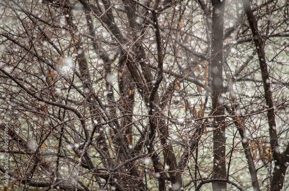 Blurred snowflakes in winter against the background of brown bare trees and branches, snow falls Blurred snowflakes in winter against the background of brown bare trees and branches, snow falls