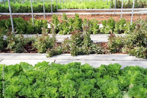 Salad farm