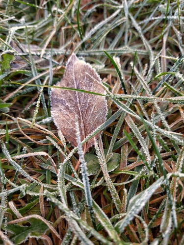 Frozen leaf in frozen grass. Winter floral.Winter morning