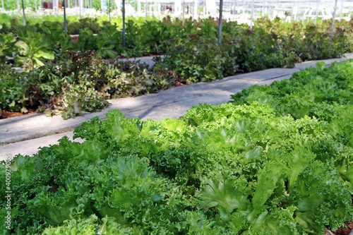 Salad vegetable farm