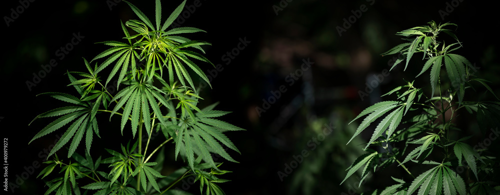Cannabis bushes that grows in the wild.Cannabis bush at sunset panorama.Cannabis bush on a black background.Wild hemp. Close-up. Young green plant. Cannabis bushes that grows in the wild.Cannabis bush at sunset panorama.Cannabis bush on a black background.Wild hemp. Close-up. Young green plant.