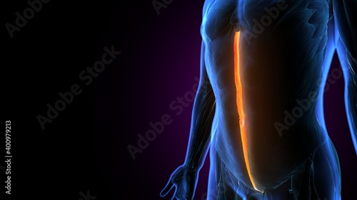 3d illustration of  human body multifidus spinae anatomy.

 photo