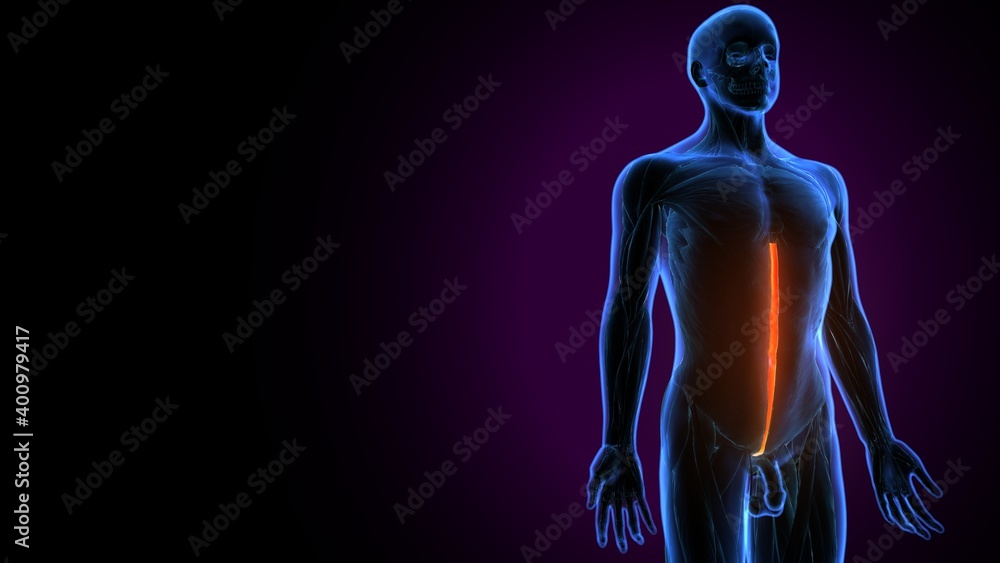 3d illustration of human body multifidus spinae anatomy.
3d illustration of human body multifidus spinae anatomy.