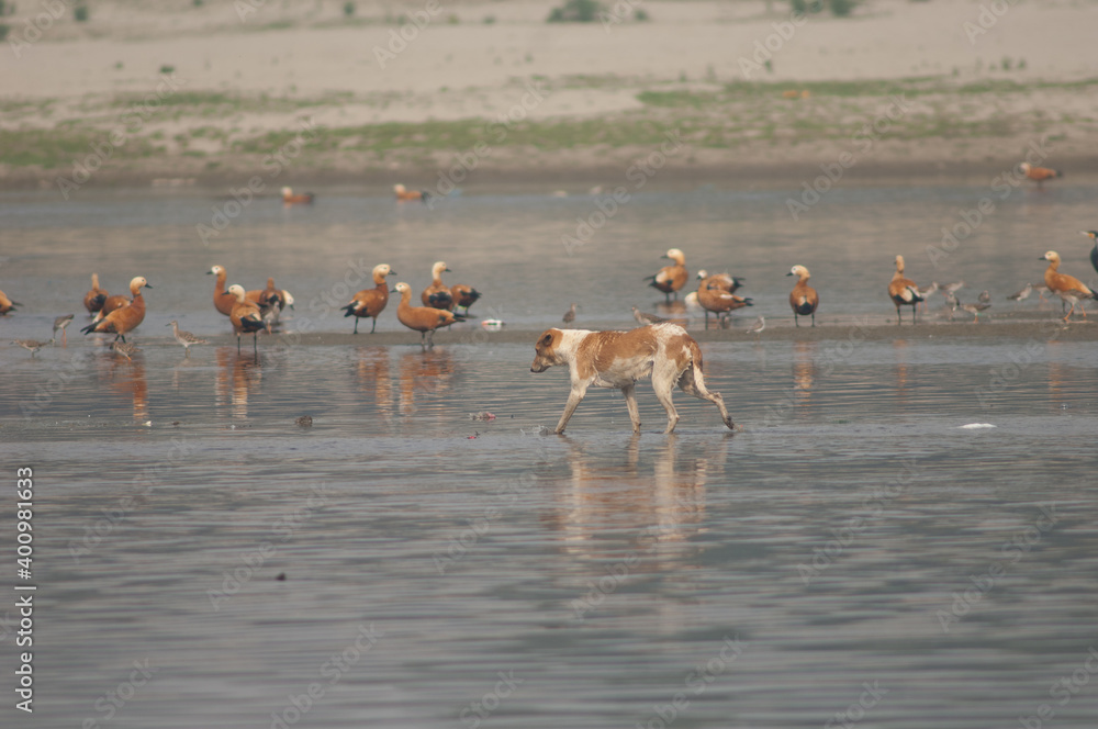 Feral dog Canis familiaris and ruddy shelducks Tadorna ferruginea in the background. Yamuna River. Agra. Uttar Pradesh. India.