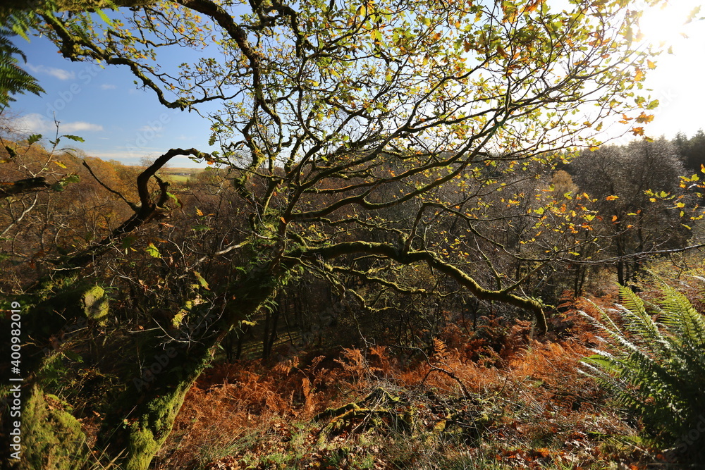 Scottish landscape with fall colors Scottish landscape with fall colors