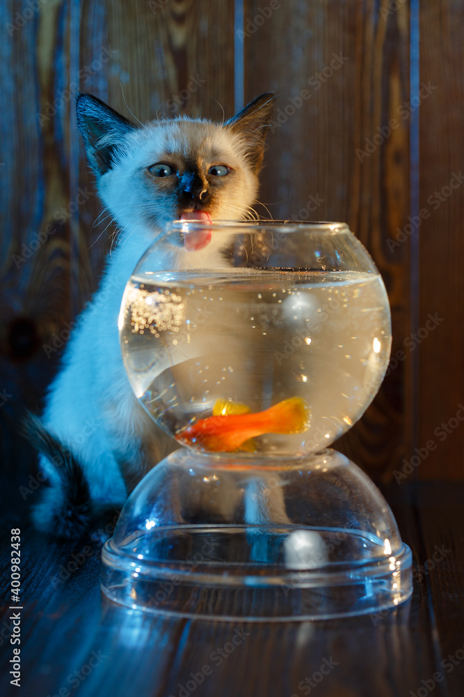 Cirkel corruptie Glad Сute kitten looks at a fish in an aquarium. Cat catches fish. Stock Photo |  Adobe Stock