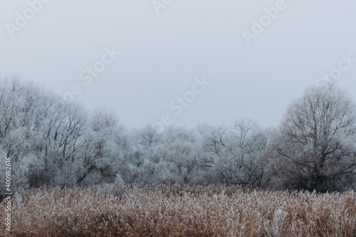 large trees and reeds covered with white hoarfrost
