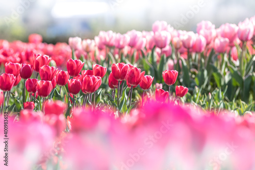 チューリップの花　春のイメージ