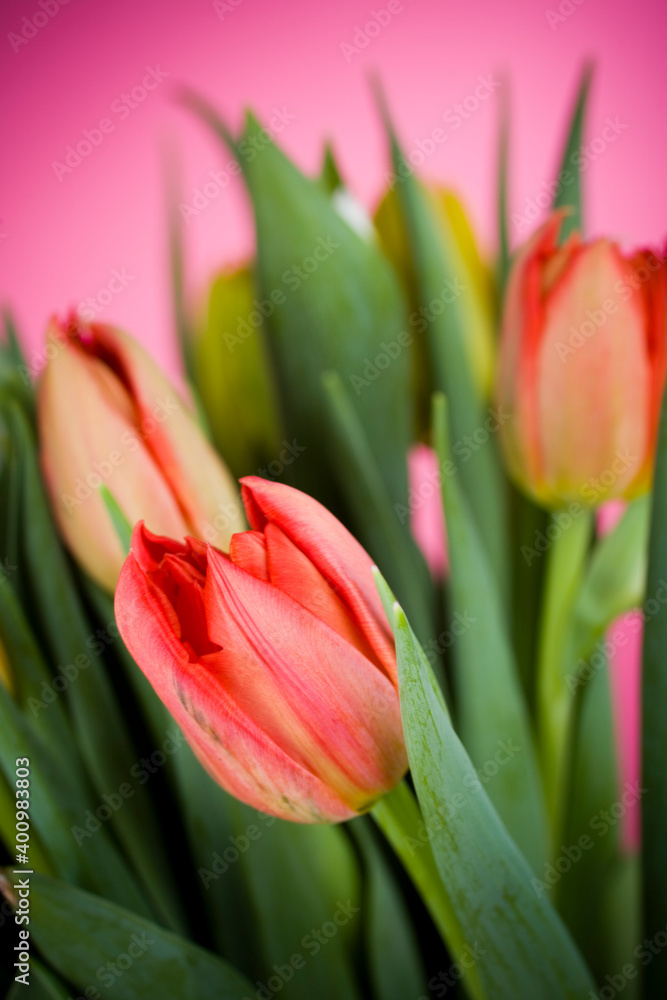 Bunch of colorful tulips on pink background Bunch of colorful tulips on pink background