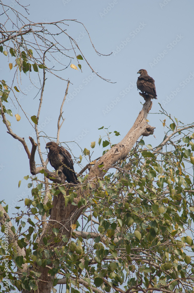 Black kites Milvus migrans on a tree. Agra. Uttar Pradesh. India. Black kites Milvus migrans on a tree. Agra. Uttar Pradesh. India.