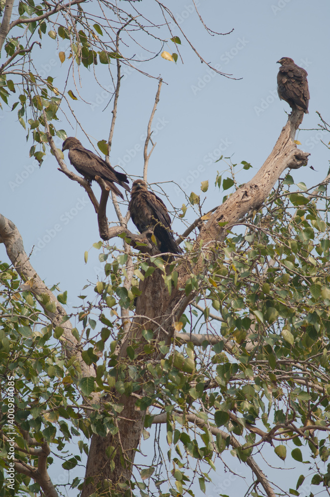 Black kites Milvus migrans on a tree. Agra. Uttar Pradesh. India. Black kites Milvus migrans on a tree. Agra. Uttar Pradesh. India.
