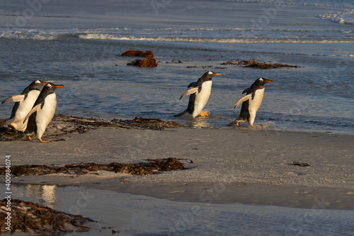 Group of Gentoo Penguins  Pygoscelis papua  enter the sea at Volunteer Point in the Falkland Islands.