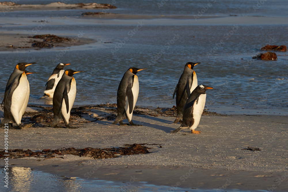 Fototapeta premium King Penguins (Aptenodytes patagonicus) and Gentoo Penguins (Pygoscelis papua) heading to sea at Volunteer Point in the Falkland Islands.