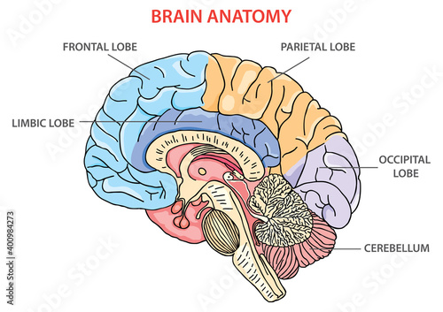 ANATOMY OF BRAIN, BRAIN ANATOMY ILLUSTRATION VECTOR