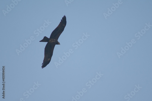 Black kite Milvus migrans in flight. Agra. Uttar Pradesh. India.