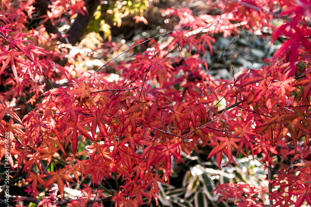 スマートな葉がとてもお洒落な真っ赤なモミジ