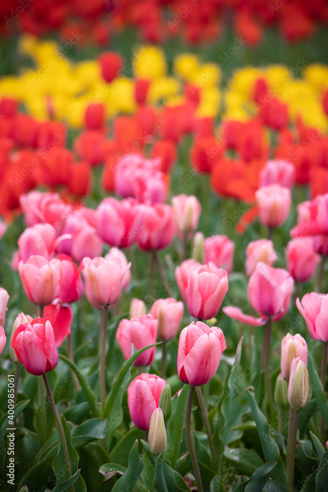 チューリップの花　春のイメージ