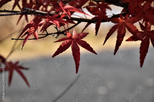 スマートな葉がとてもお洒落な真っ赤なモミジ