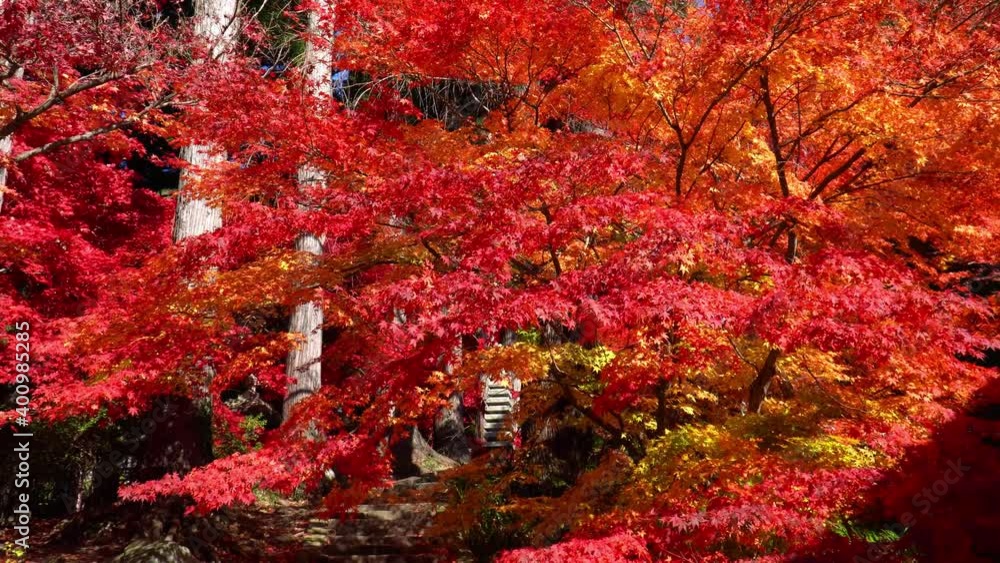 長野にある清水寺の鮮やかな紅葉 長野にある清水寺の鮮やかな紅葉