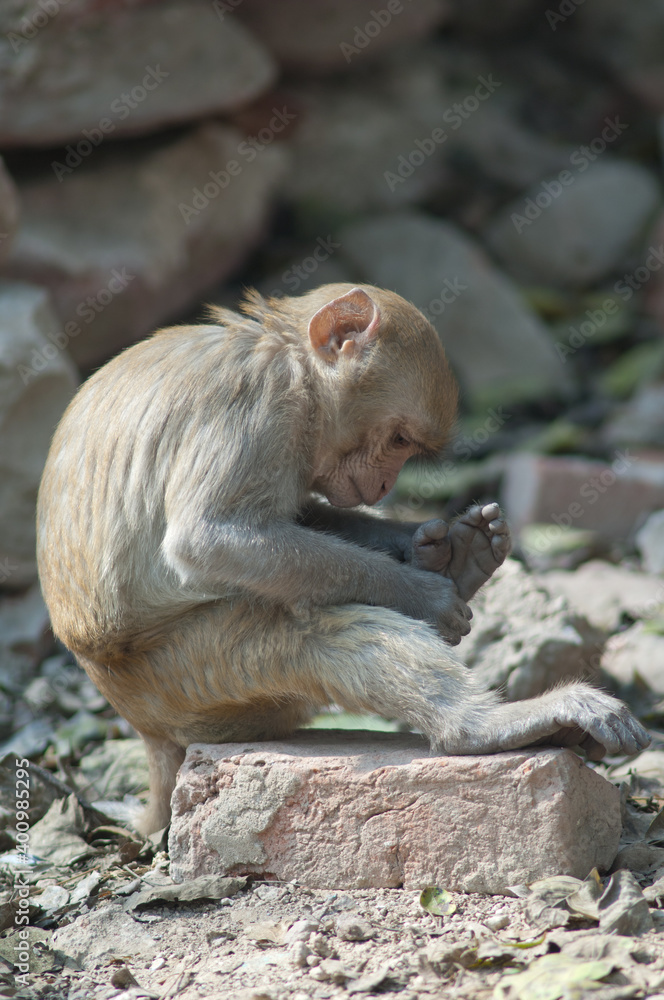 Young rhesus macaque Macaca mulatta grooming. Agra. Uttar Pradesh. India.