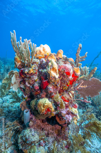 Caribbean coral garden