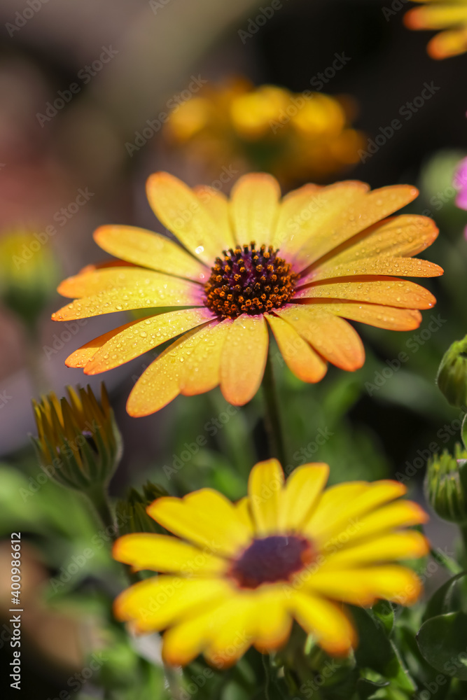 デイジーの花　春のイメージ