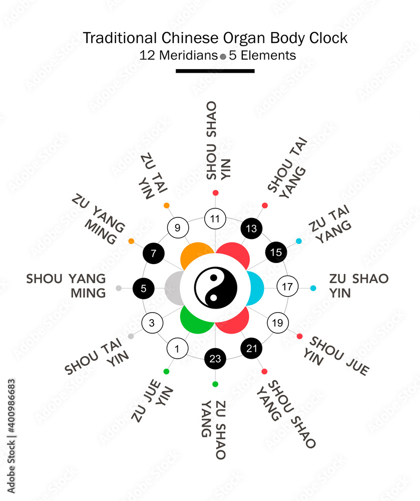 Traditional Chinese organs body clock. Chinese and main meridians 24