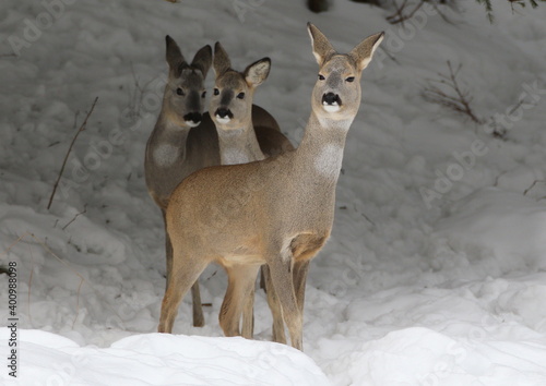 Tablou pe pânză Three roe deer (capreolus capreolus) in the winter landscape