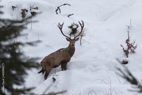 Deer ( Cervus Elaphus ) In The Natural Habitat, Winter Time,  Adult Deer Stag With Big Horns InWinter Forest. Great Deer Buck © Michal