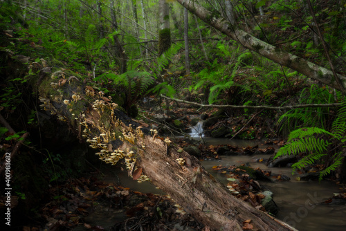 Setas sobre tronco en bosque humedo