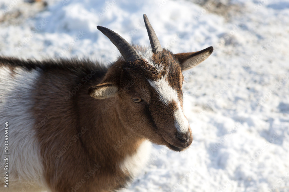 Pygmy goat in a park, wintertime Pygmy goat in a park, wintertime