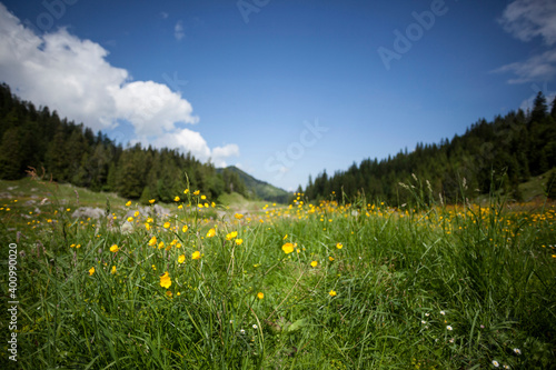 Nature panorama in the Bavarian mountains
