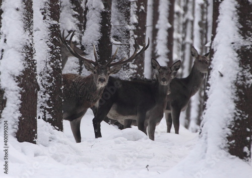 Majestic powerful young red deers in winter country
